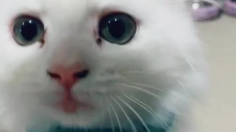 Cute White Cat Playing with a Christmas Ball Video