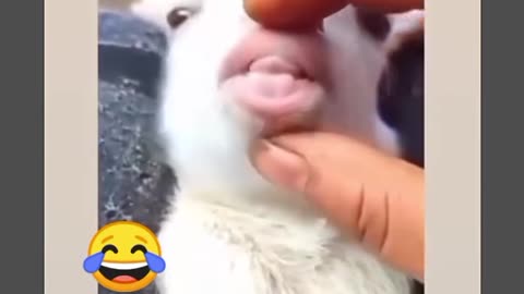 Funny animals