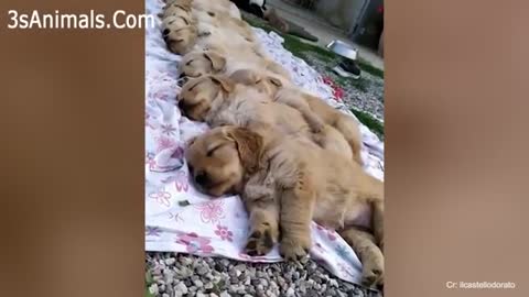 Your STOMACH Will ACHE FROM LAUGHING SO HARD 🤣🐶Funny Dog Videos 2020