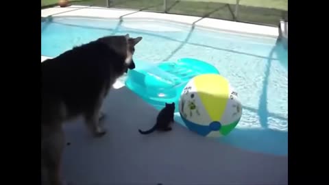 Cats Vs Water