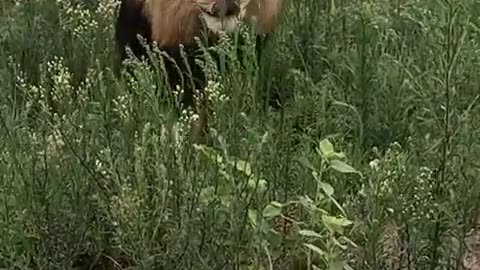 lion is very dangerous animal