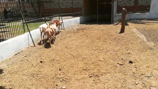 African Female Deers Following Male