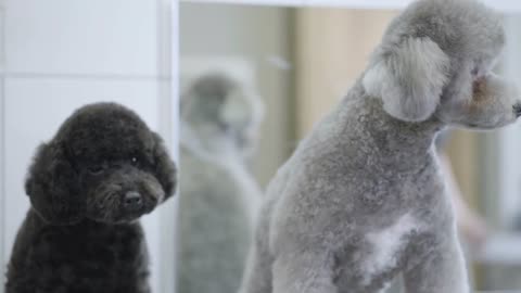 Two small dogs in pet grooming salon. Adorable dog in barber pet