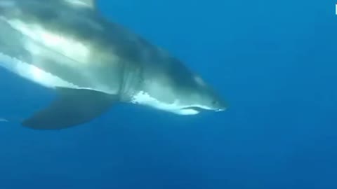 Great White Shark Attacks Cage