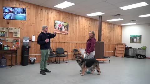 Essential Basic Dog Training Every Dog Should Know