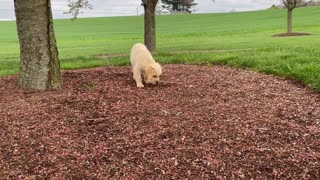 9 week golden retriever puppy playing