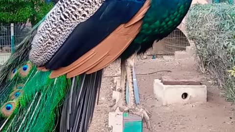 Wonderful peacock bird