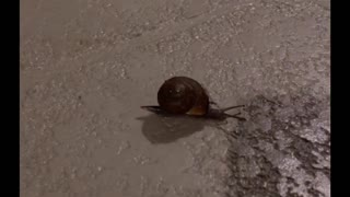 A snail’s evening stroll