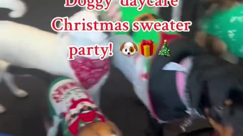 Doggy Christmas Party