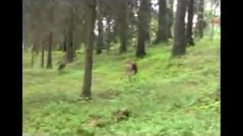 Dog get scared by Deer