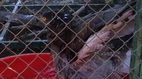 Bathing eagle in water