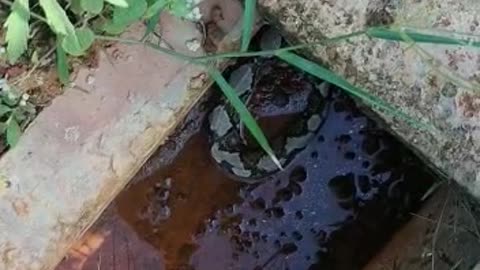 discovery of a python in the sewer yard of the house