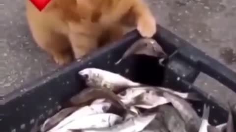 This cat stole fish for his friend || cat friendship