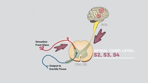 Female Erections – The G-Spot