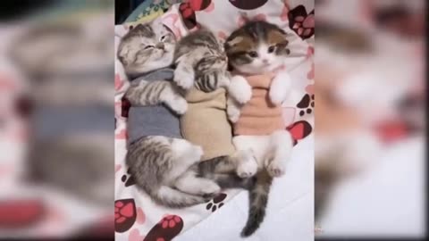 Adorable Cats, Funny Animal Videos #3