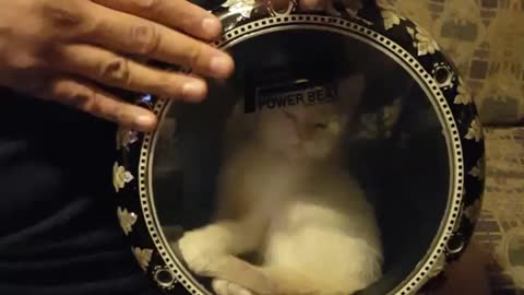 Cute Kitten Sneaks Into Drum!