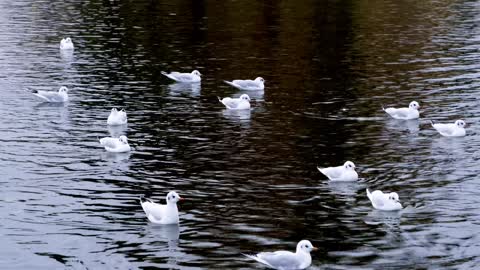 gull-bird-group-water-bird-white