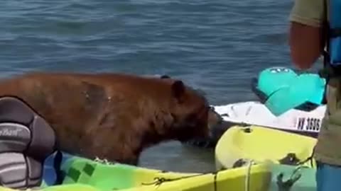 Bear goes for a swim at busy beach