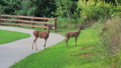 BMO with a Doe and 2 Fawn