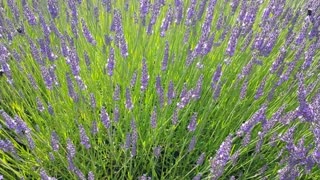 Lavender in bloom