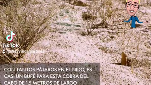 "¡Intriga en la naturaleza! Una cobra hambrienta se adentra en el nido de los valientes tejedor