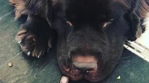 Newfoundland hilariously rejects owner's choice of treat