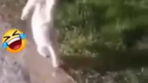 Talented and funny cat video 🤣🤣