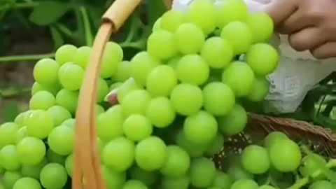 Grapes garden