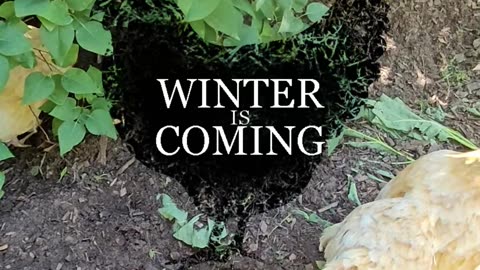 OMC! WINTER IS COMING - FEED THE CHICKENS 🐔🤣💞 #chickens #winteriscoming #got #shorts #viral #hens