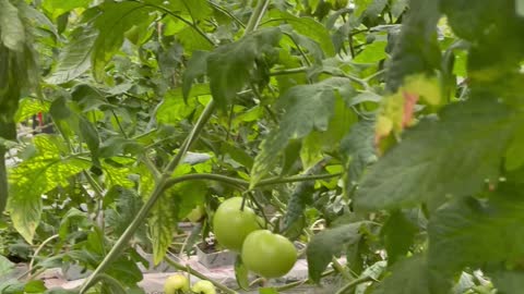 Red and green organic tomatoes on the branch