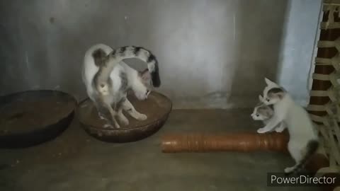 Mom Cat Teaches her kitten How to use Toilet | Toilet was so engaged