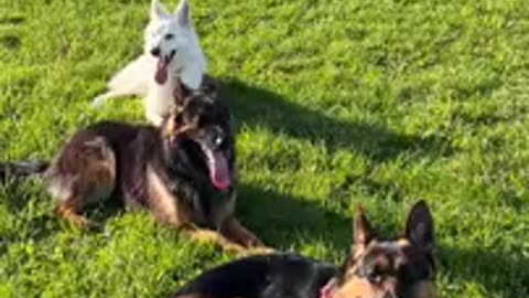 Dogs playing very amazing video #cute#viral #dog #dogchild