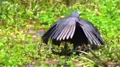 Bird's Amazing Advanced Method of Fishing #shorts #viral #shortsvideo #video