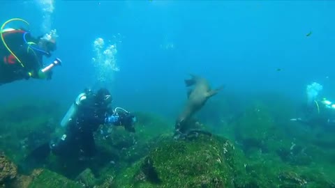 Playful_sea_lion_acts_jealous_when_marine_iguana_gets_attention(360p).mp4