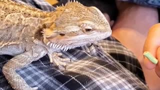 Bearded dragon likes veggies