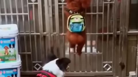 Funny Dog Videos