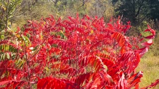 Fall Foliage Kansas style