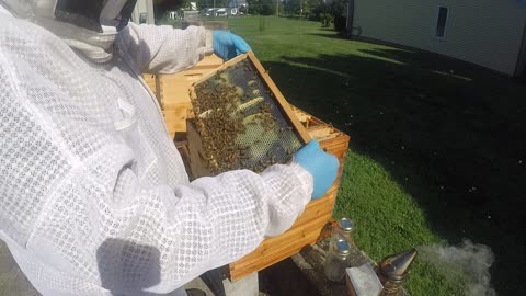 September 4, 2024 Swarm HIve Inspection Part II