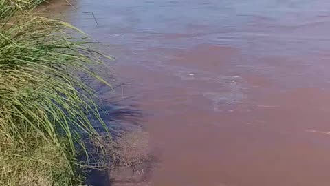 A devastating flood has come in Chanab river.