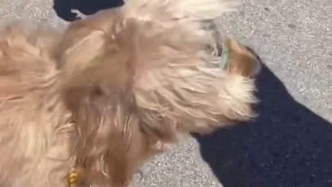 First Goldendoodle to touch the sky?