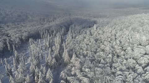 A group of perennial trees (white)