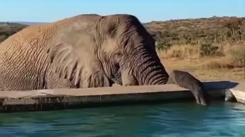 Mãe fica com medo do elefante 😱