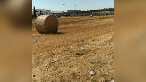 Thatched field