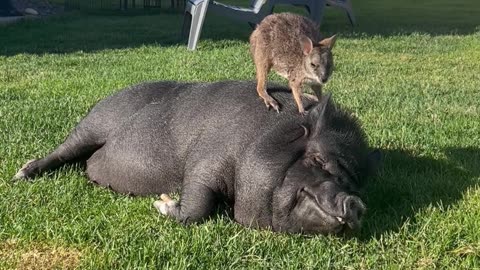 Our Wallaby Loves Hanging With the Pigs