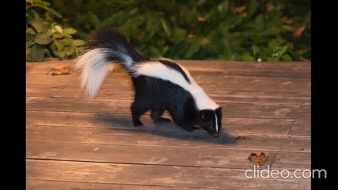 SKUNKS UNDER THE HOUSE!