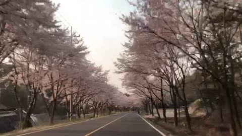 Cherry blossoms along the road