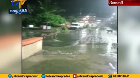 Video of Lion Pride Strolling Around Junagadh City