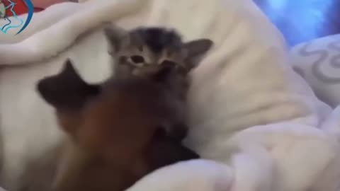 Dog & Kitty friendship will me melt your heart (you must watch )