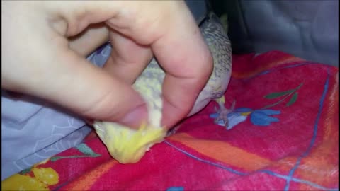 How to make your cockatiel happy #4