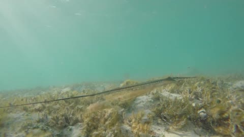 Underwater Shot Following Tropical Fish Swimming